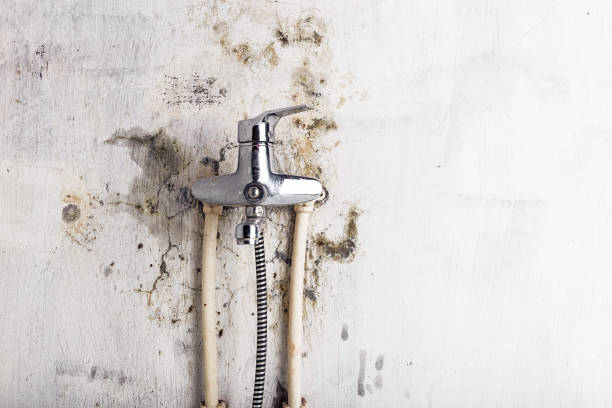 Best Post-Flood Mold Remediation in Swainsboro, GA