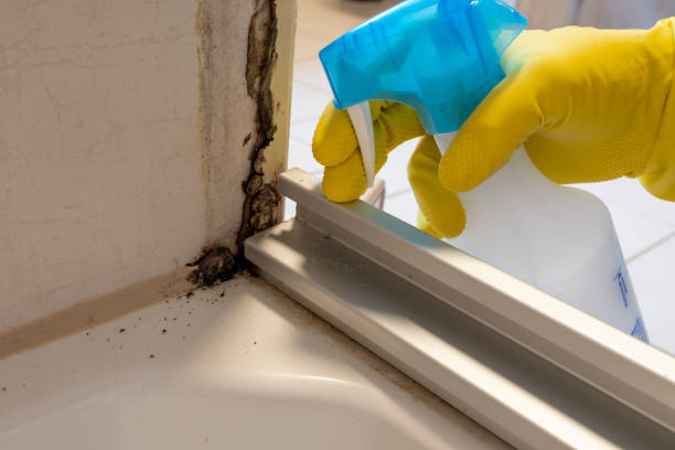 Best Commercial Mold Remediation in Swainsboro, GA