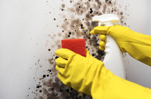 Professional Mold Remediation in Swainsboro, GA
