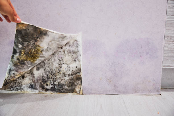 Best Black Mold Remediation in Swainsboro, GA